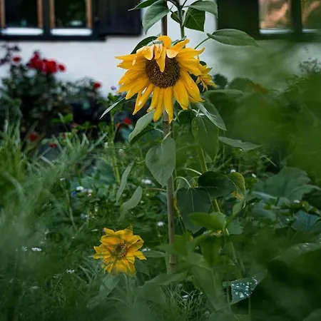 Studio Im Dorfkern Von Umgeben Von Einem Garten Lägenhet Flims